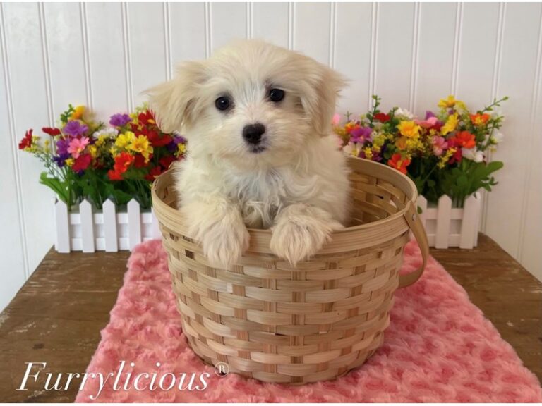 Joy - Maltese