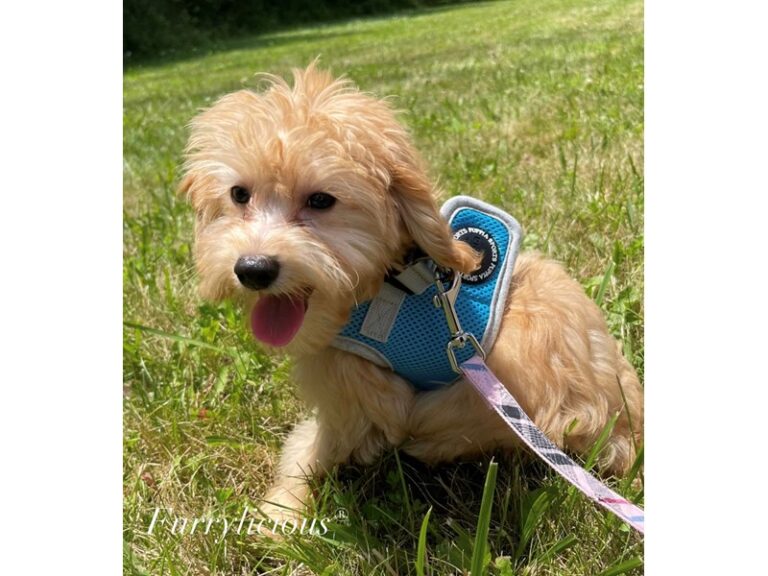 Dewey - Goldendoodle Mini 2nd Gen