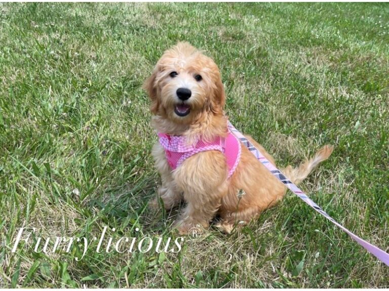 Ariel - Goldendoodle Mini 2nd Gen