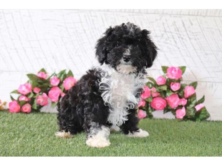 Fiona - Poodle