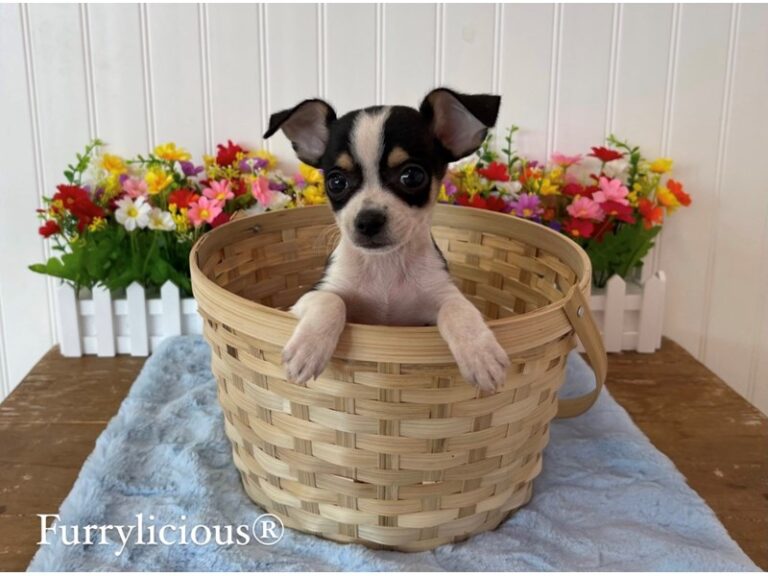 Rico - Chihuahua