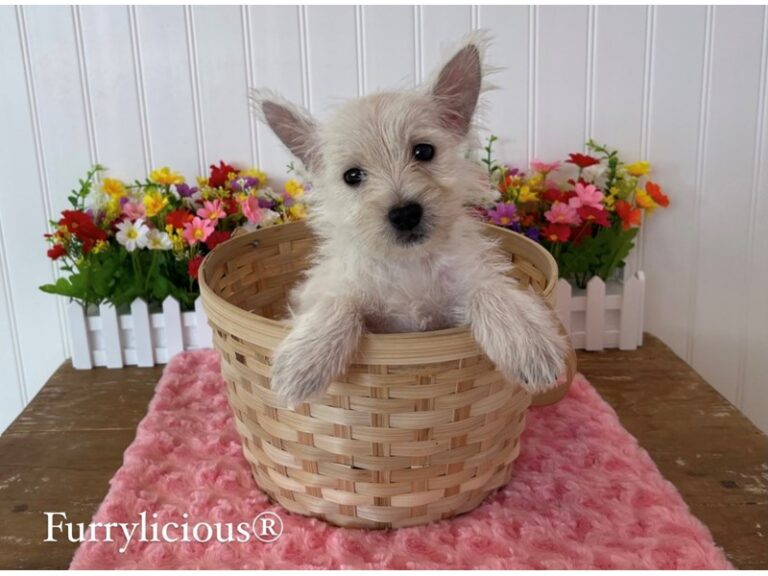 Maggie - West Highland White Terrier
