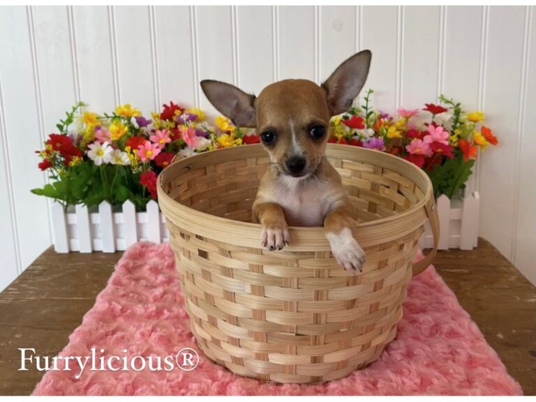 Gina - Chihuahua