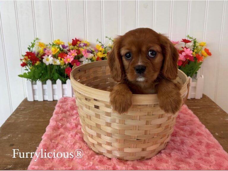 Dixie - Cavalier King Charles Spaniel