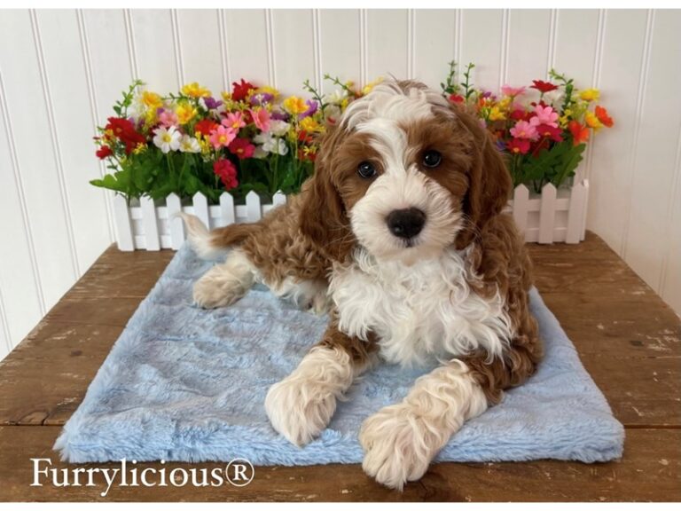 Lucas - Bernedoodle Mini 2nd Gen