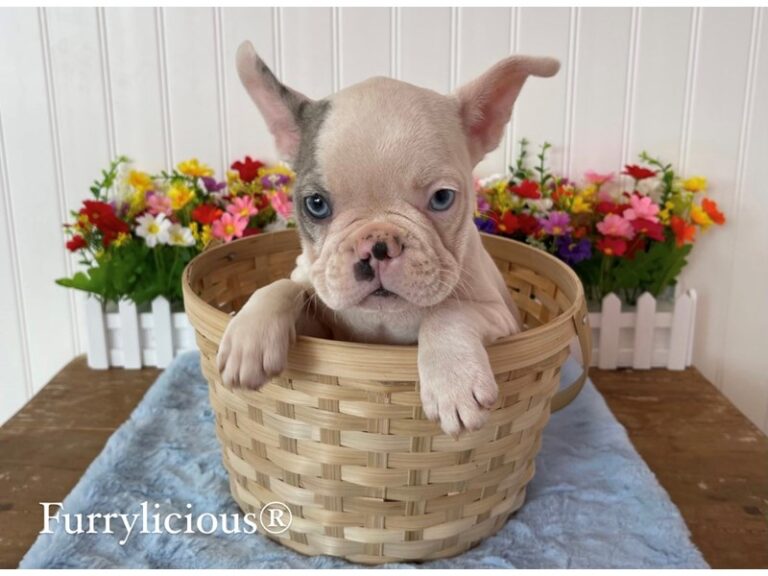 Ned - French Bulldog