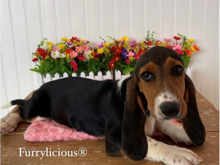 Ruthie - Basset Hound