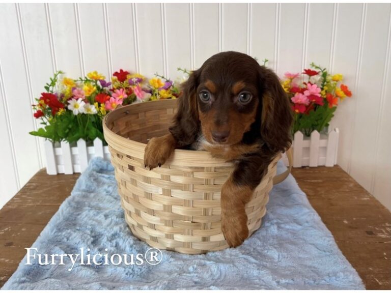 Gibson - Dachshund