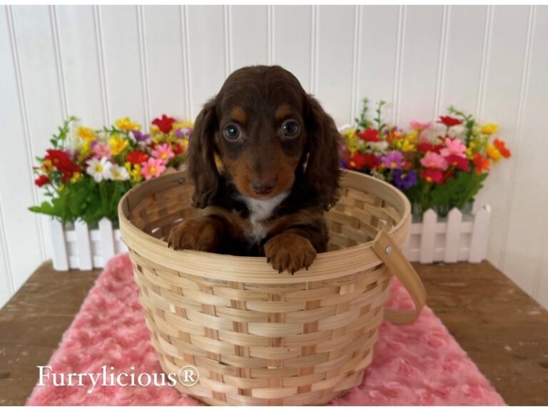 Vienna - Dachshund
