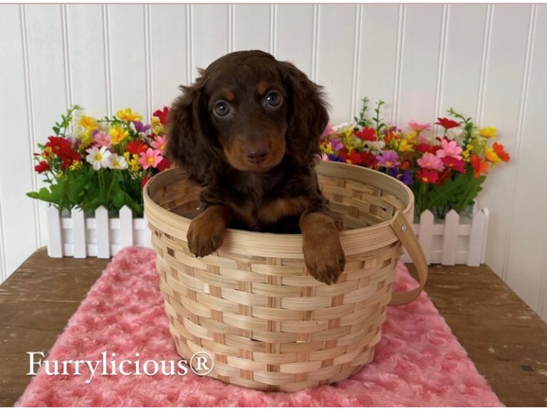Petunia - Dachshund