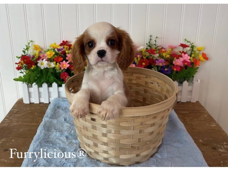 Humphrey - Cavalier King Charles Spaniel