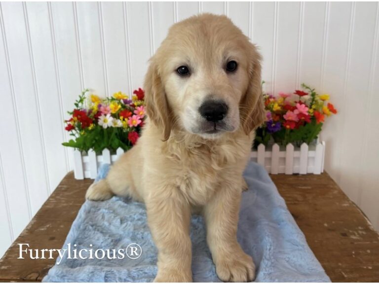 Bucky - Golden Retriever