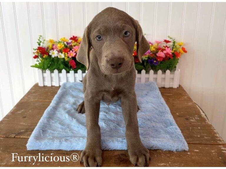 Captain - Labrador Retriever