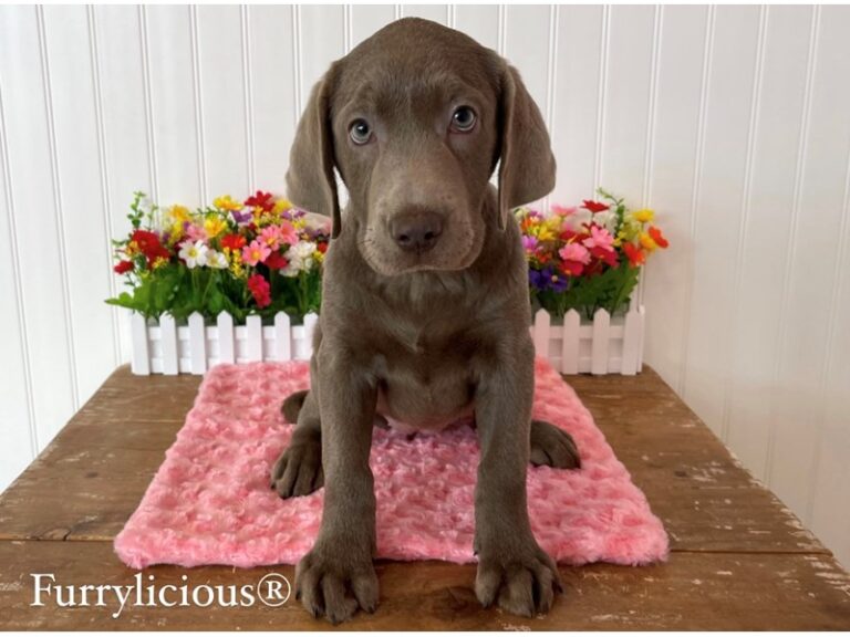 Roxy - Labrador Retriever