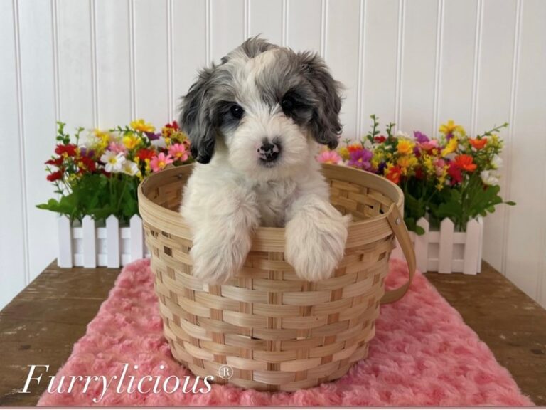 Elsa - Sheepadoodle Mini