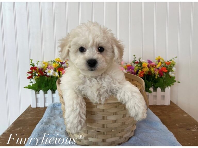 Murphy - Bichon Frise