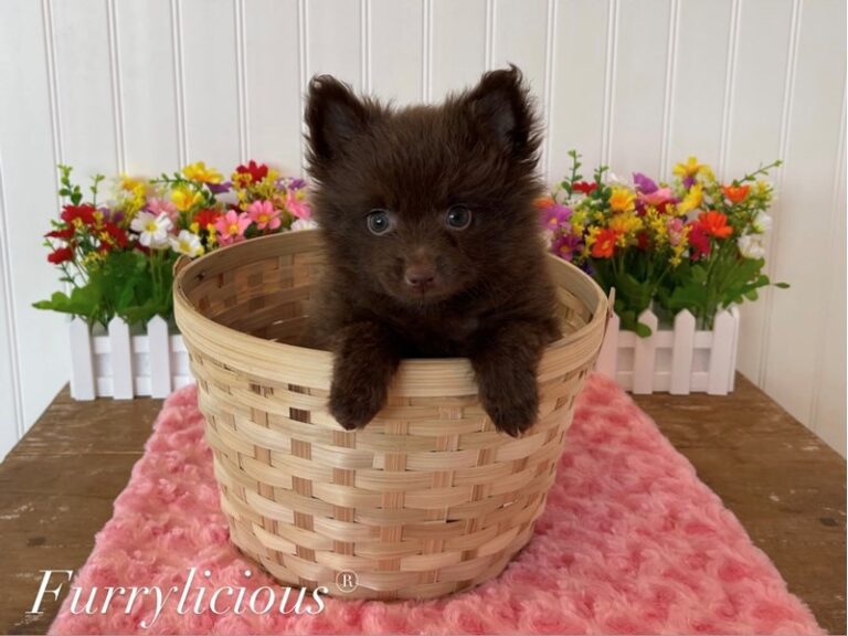 Harley - Pomeranian