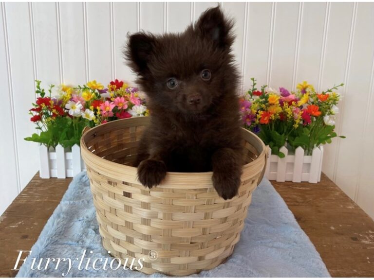 Bear - Pomeranian