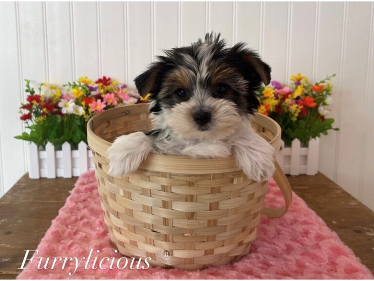 Grace - Yorkshire Terrier