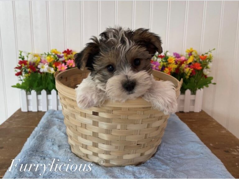Rocco - Yorkshire Terrier