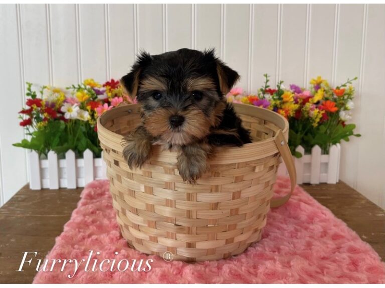 Delilah - Yorkshire Terrier