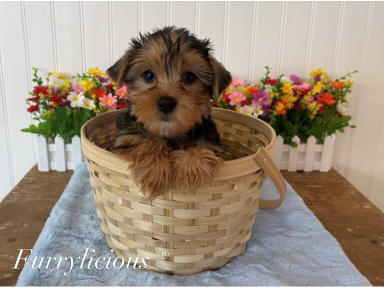 Gus - Yorkshire Terrier