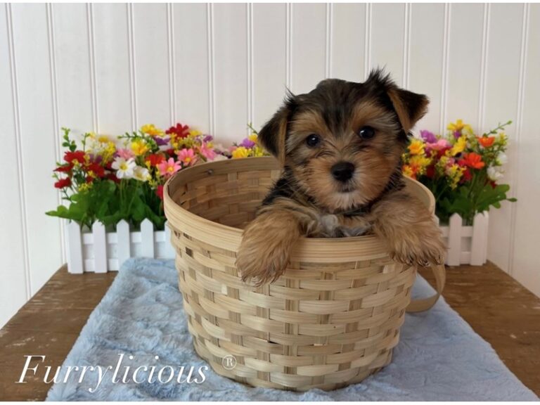 Ace - Yorkshire Terrier