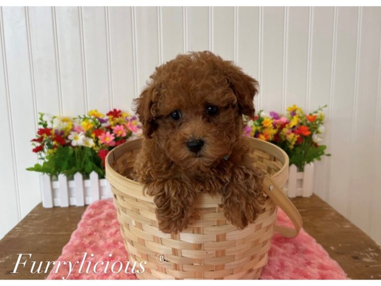 Ava - Poodle Mini