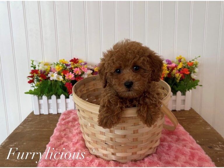 Layla - Poodle Mini