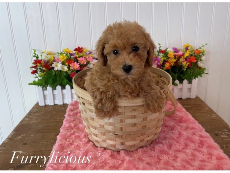 Izzy - Poodle Mini