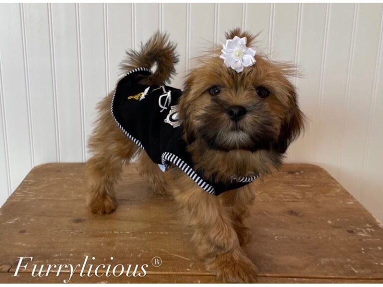 Willow - Lhasa Apso