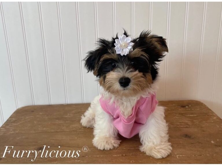 Lacey - Biewer Terrier