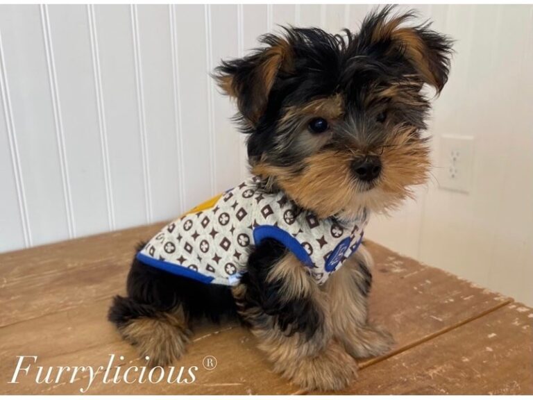 Rufus - Yorkshire Terrier