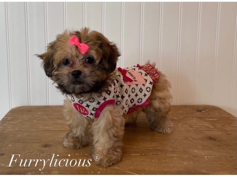 Remi - Shipoo