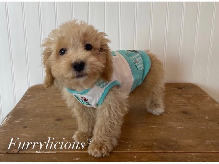 Charlie - Bichapoo
