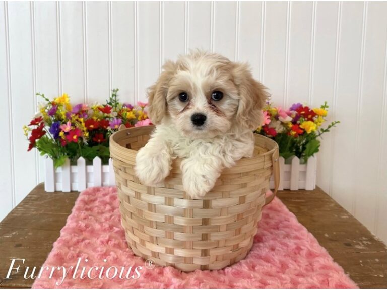 Alice - Cavachon