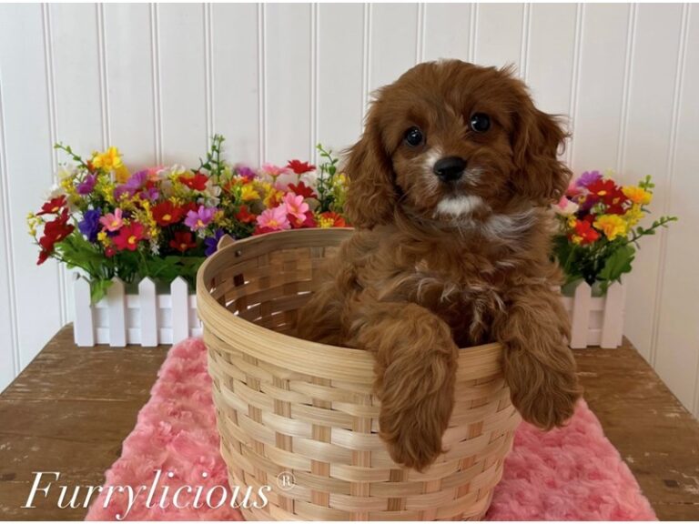 Stella - Cavapoo