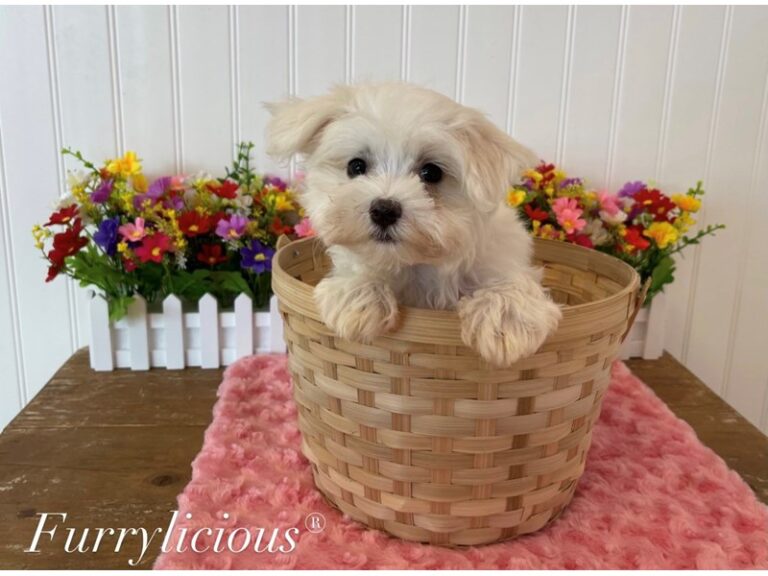 Stacie - Maltese
