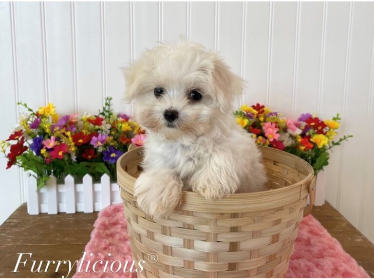 Barbie - Maltese