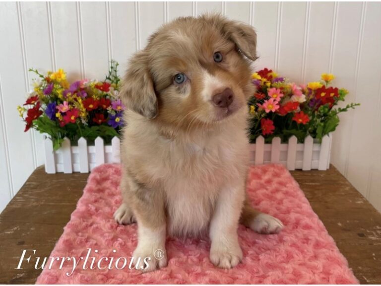 Penny - Australian Shepherd