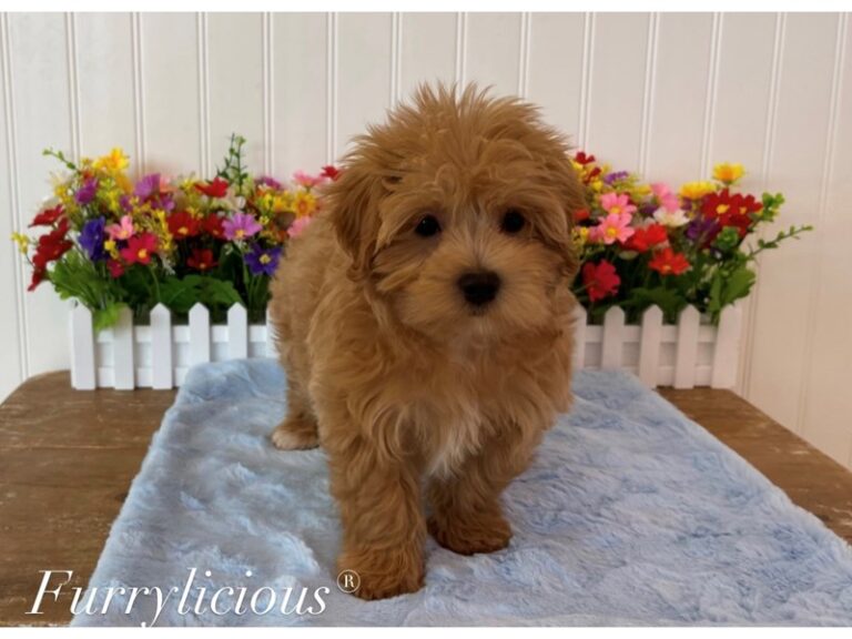 Bolt - Maltipoo