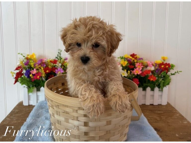 Flex - Maltipoo