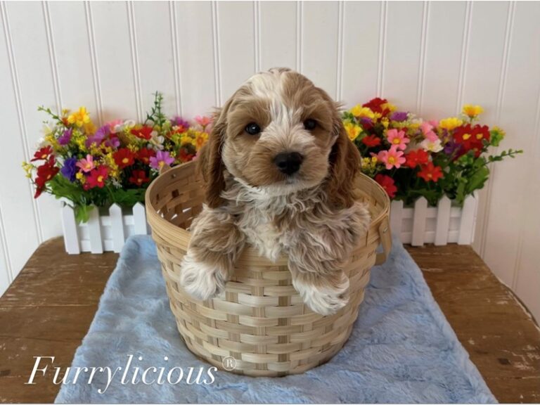 Stitch - Cockapoo