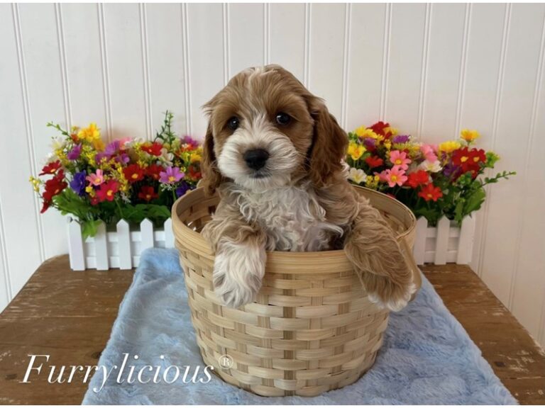 Woody - Cockapoo