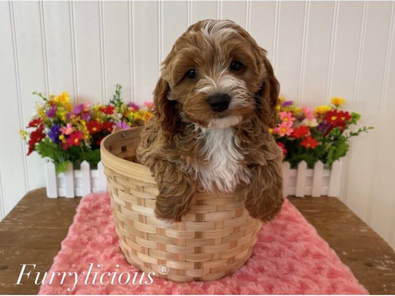 Wendy - Cockapoo