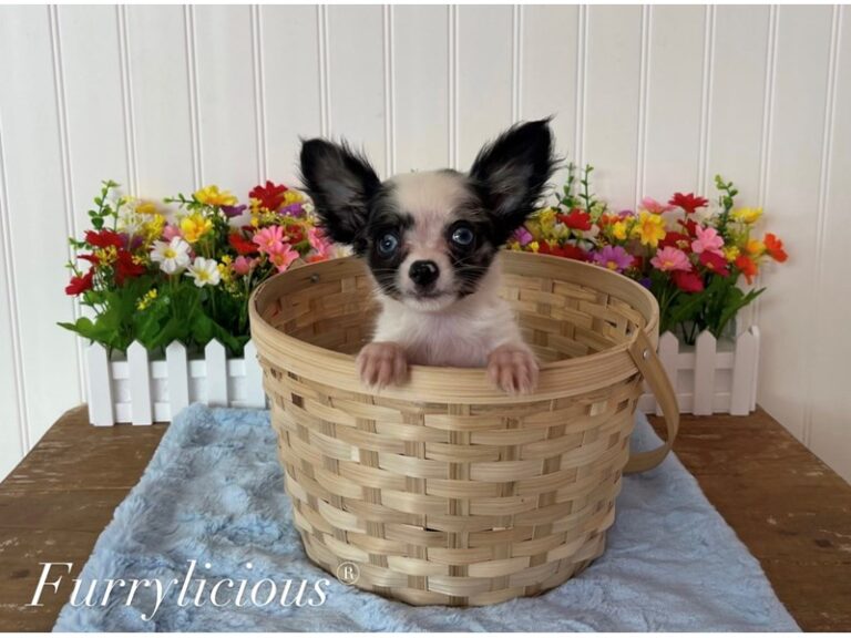Gidget - Chihuahua