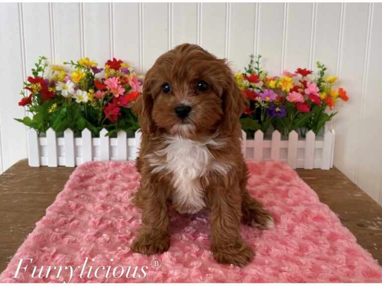 Brinkley - Cavapoo