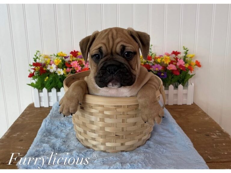 Frankie - Mini Bulldog 2nd Gen