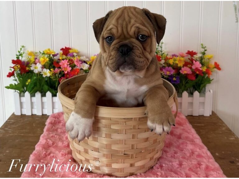 Fergie - Mini Bulldog 2nd Gen