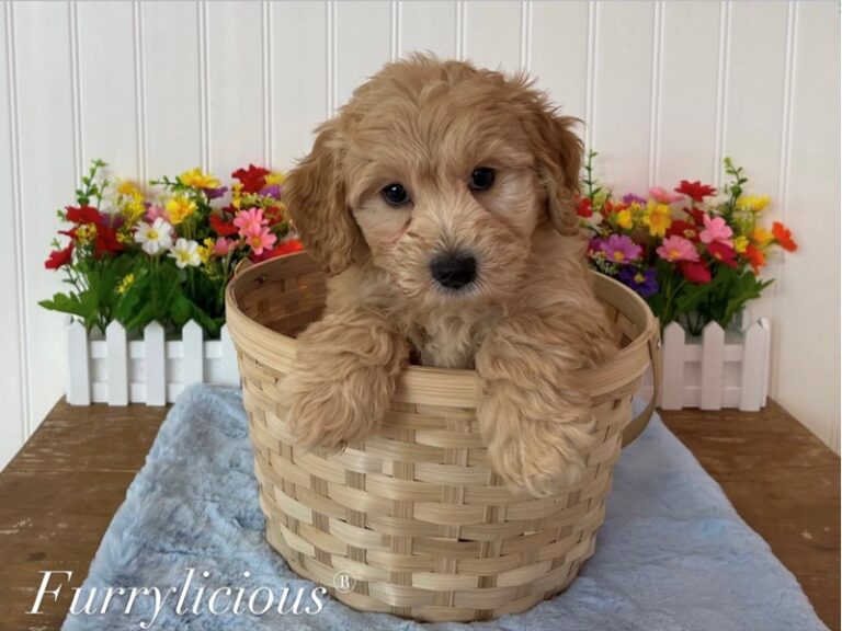 Oakley - Goldendoodle Mini 2nd Gen